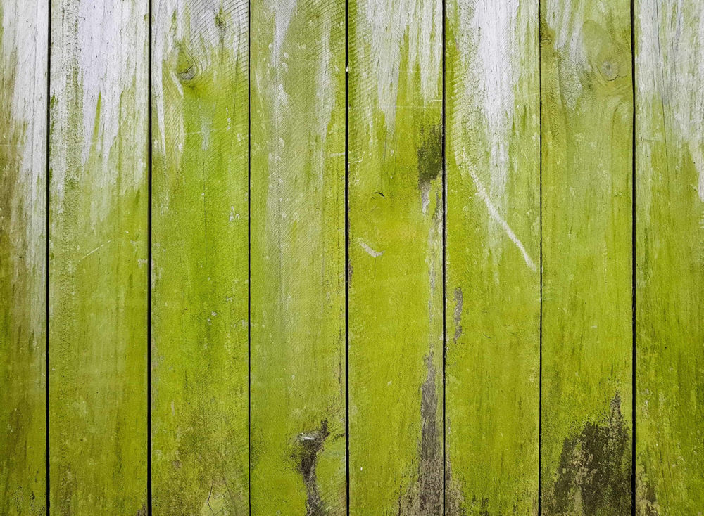 Algae on fence
